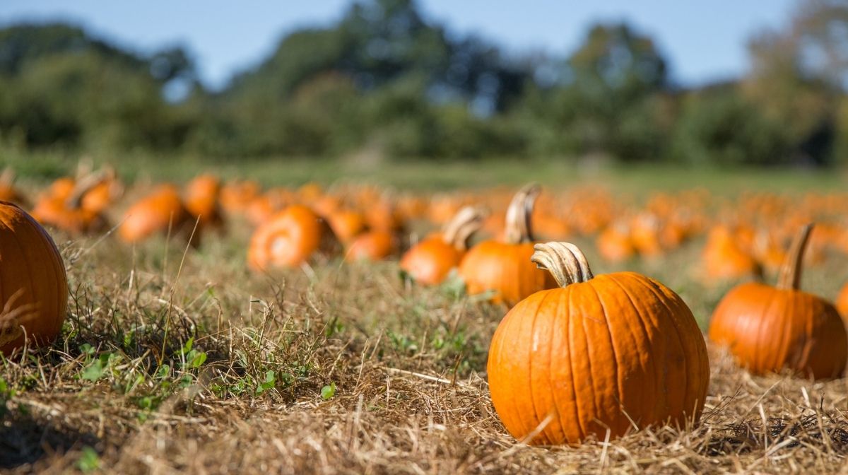 pumpkin patch