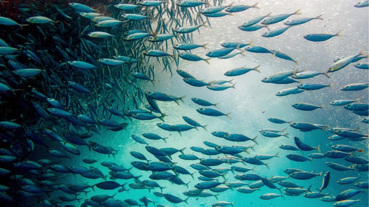 fish swimming in the ocean