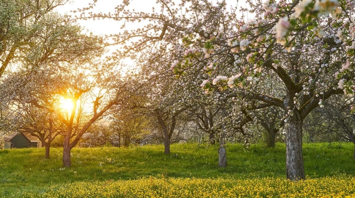blossom trees and spring sunshine