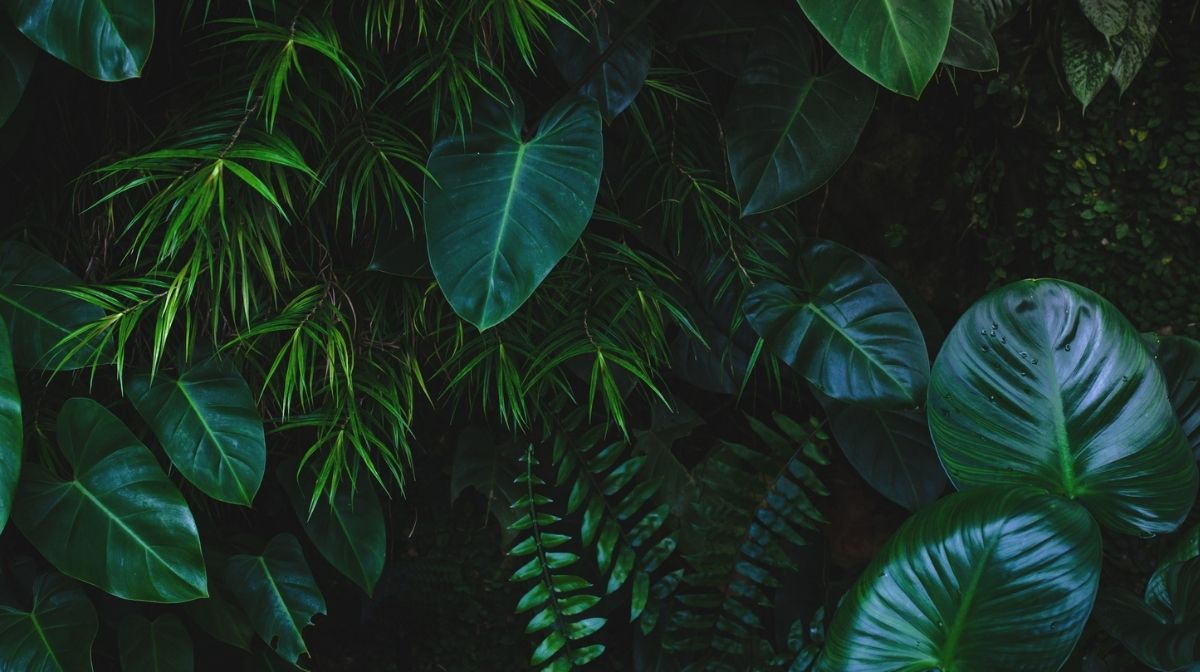 leaves in a rainforest