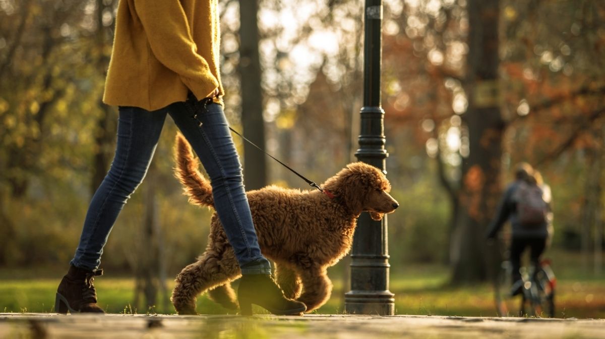 woman walking dog in park