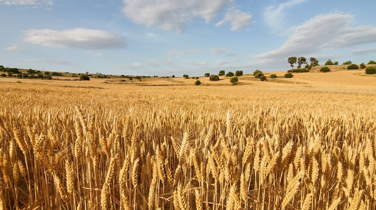 field of wheat