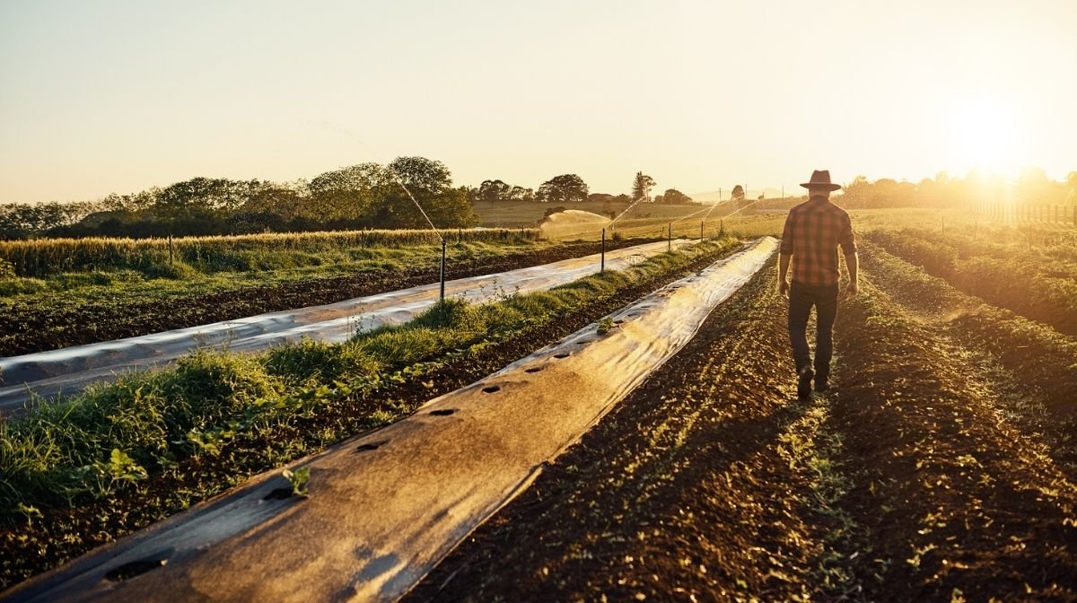 farmer walking among crops