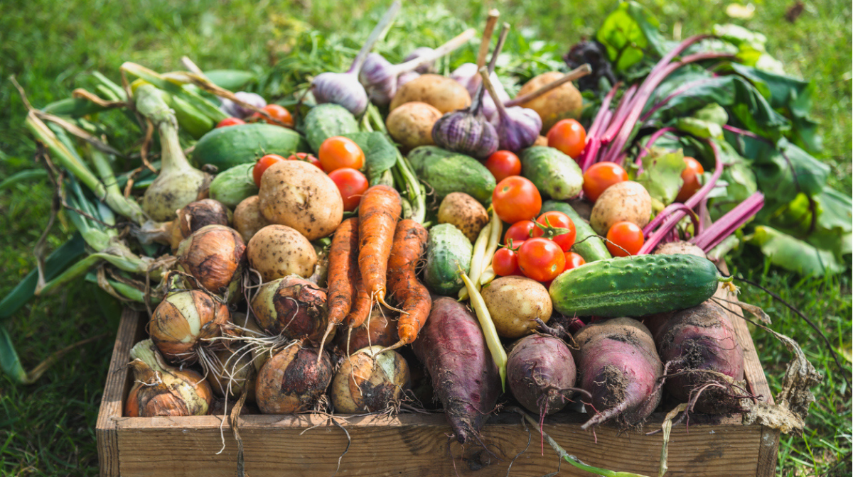 wooden box full of fresh organic vegetables pulled from the earth