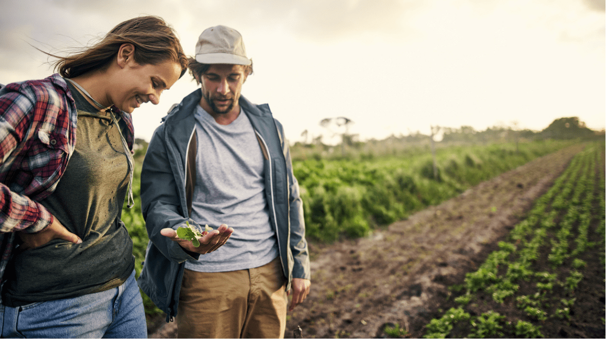 two farmers in crop field studying organic produce