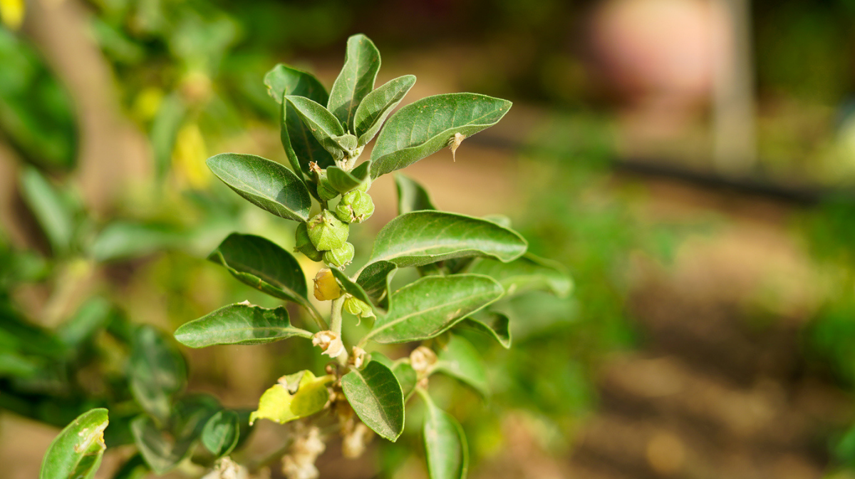 ashwagandha plant leaves