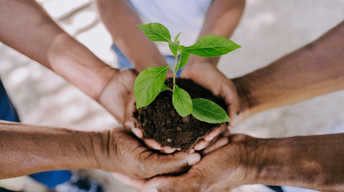 Multiple hands holding a plant stock photo