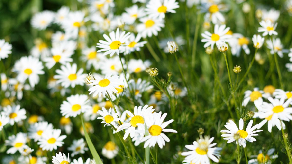 A field of chamomile flowers ready to be harvested for bisabolol.