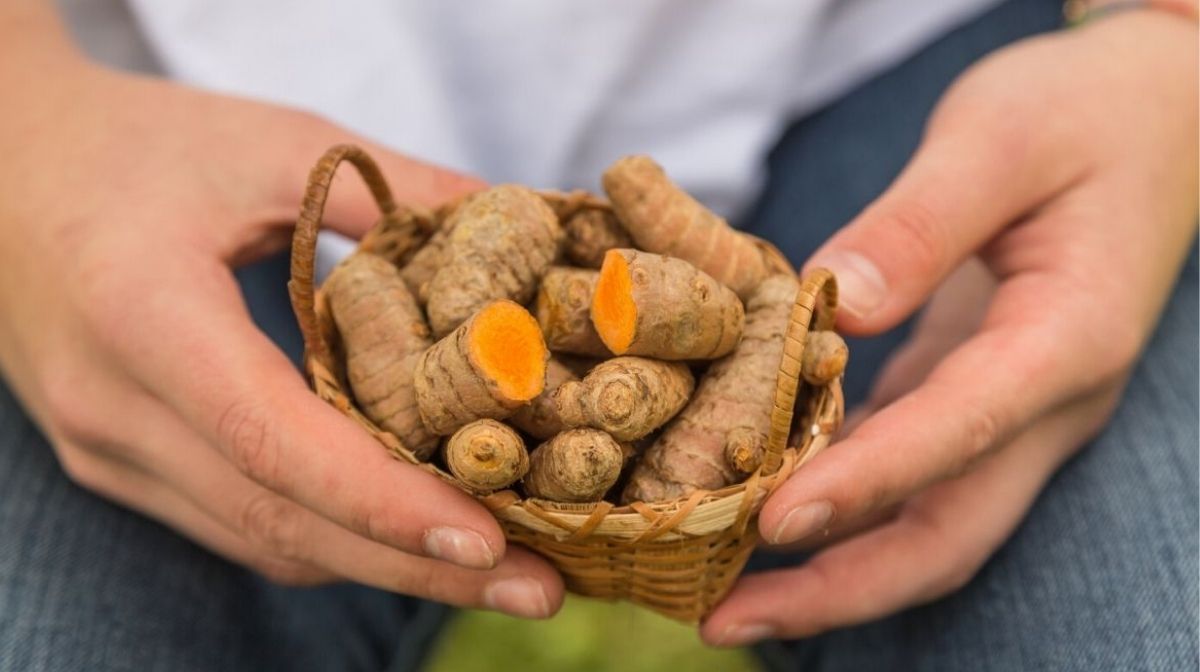 Nutrition : Les 10 principaux bienfaits du curcuma pour la santé