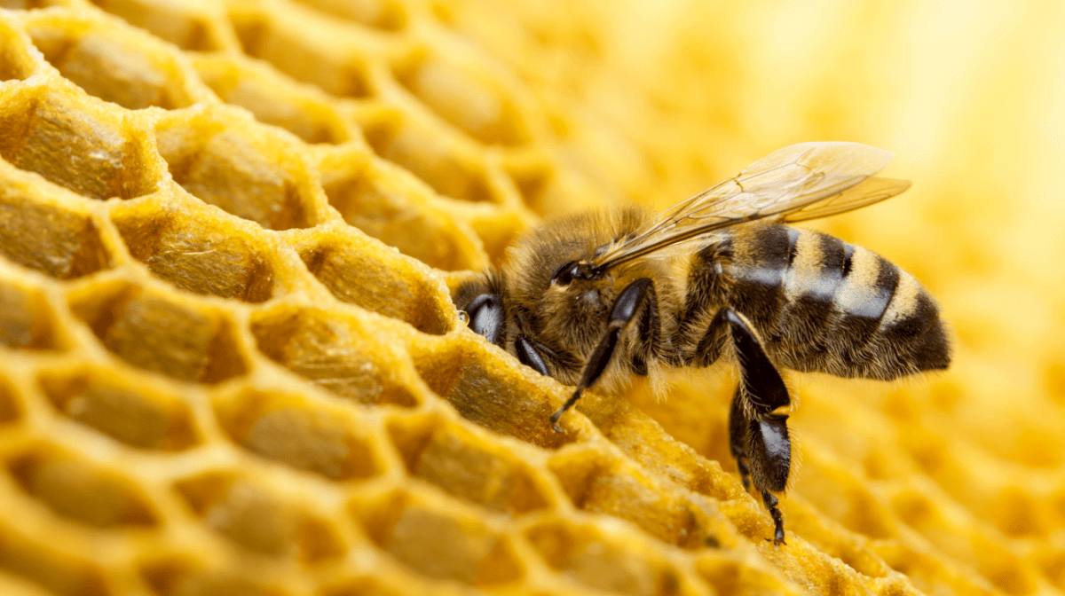 A bee on top of a honeycomb