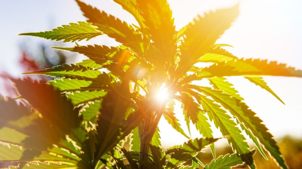 Benefits of Hemp Oil for Your Skin