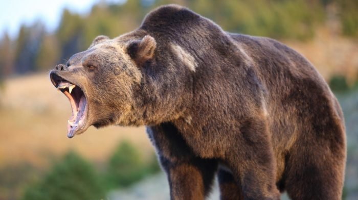 Stoltmanovi uzvedli na mrtvý tah váhu medvěda grizzlyho