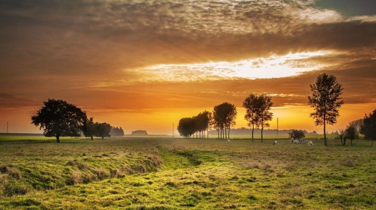 La natura rappresentata durante un tramonto in un giorno d'estate. Un campo con degli alberi.