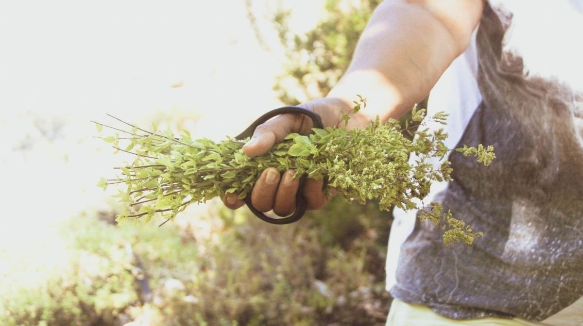 oregano sprigs, being picked by hand