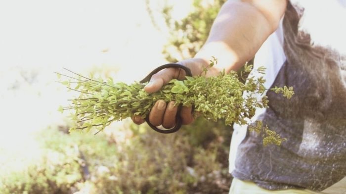 Everything You Never Knew About Oregano