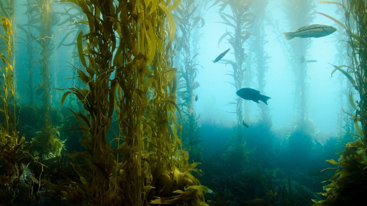 fish swimming around algae