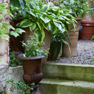 plant up pots and containers 300x300 image