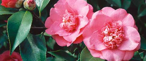 Plant of the month February - Camellia