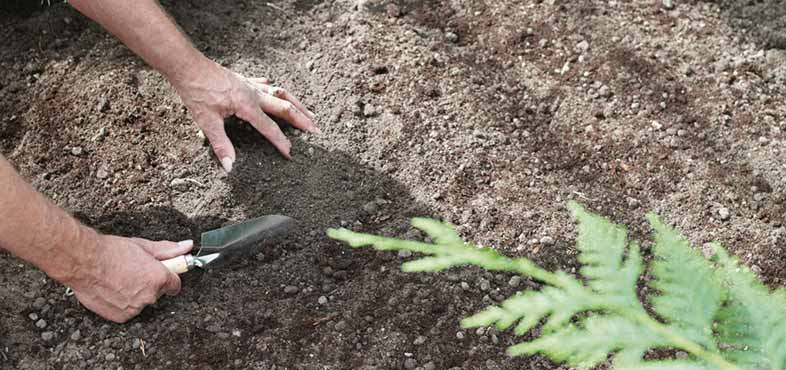 Manually remove weeds