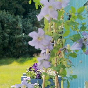 Create a colour scheme for your garden