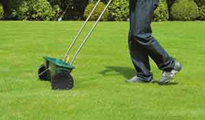 Lawn feed in winter