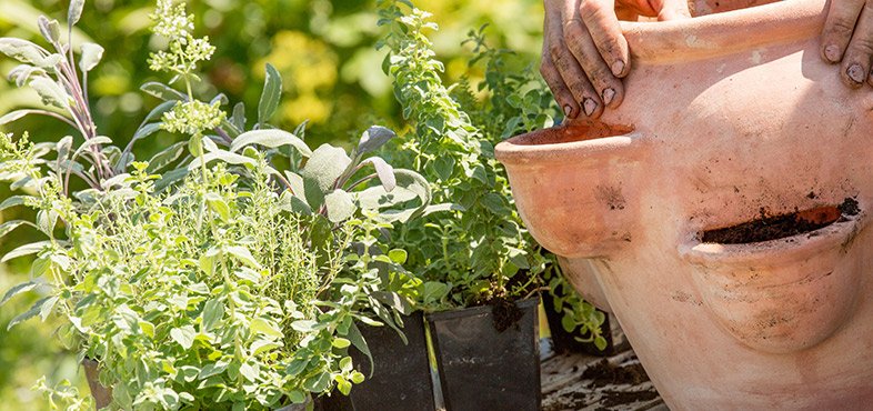 Step 3 plant your herbs the right way