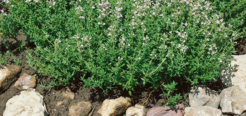 Step 4 prepare a herb garden