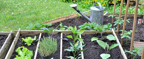 create a vegetable patch in your garden