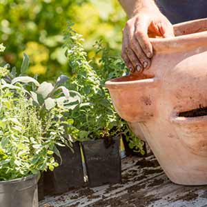 Plant up some pots