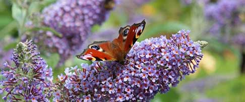 July plant of the month