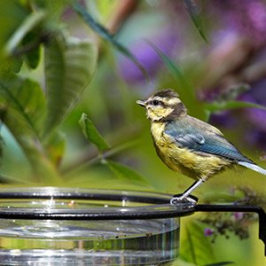 Bird baths