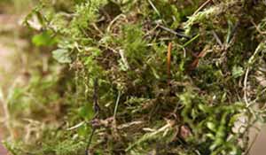 Scarify your lawn to remove moss & thatch