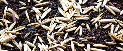 How to create a new lawn from seed
