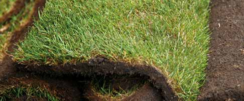 How to create a new lawn from turf