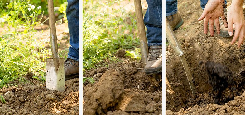 How to plant a fruit bush steps