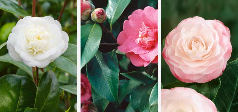 February plant of the month - Camellia