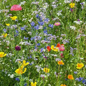 wildflower garden 300x300 image