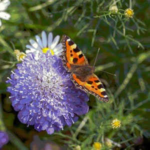 wildlife garden 300x300 image