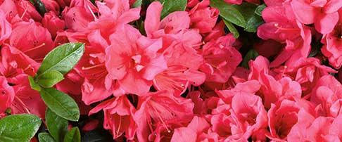 Plant of the month - April - Rhododendrons and Azaleas