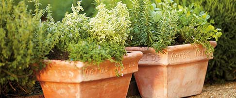 How to grow herbs
