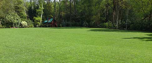 How to create a new lawn from turf