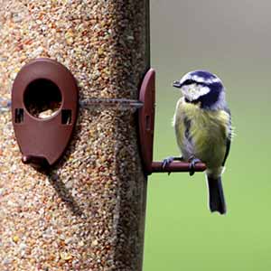 Bird feeder