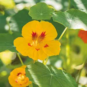 How to plant bedding plants