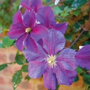 How to plant climbers