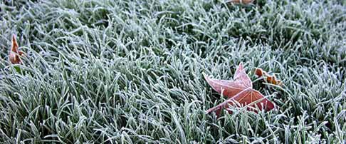 How to protect plants from cold weather