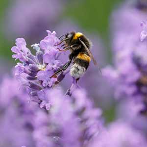 Think about what you need to make a wildlife friendly garden