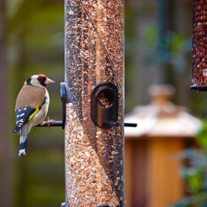 Bring birds into your garden