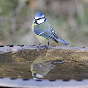 Bird bath