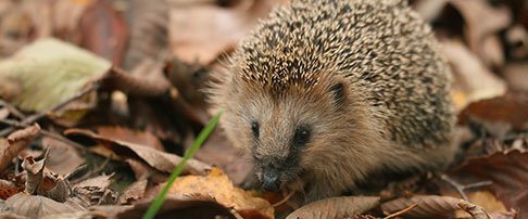 How to encourage hedgehogs into your garden