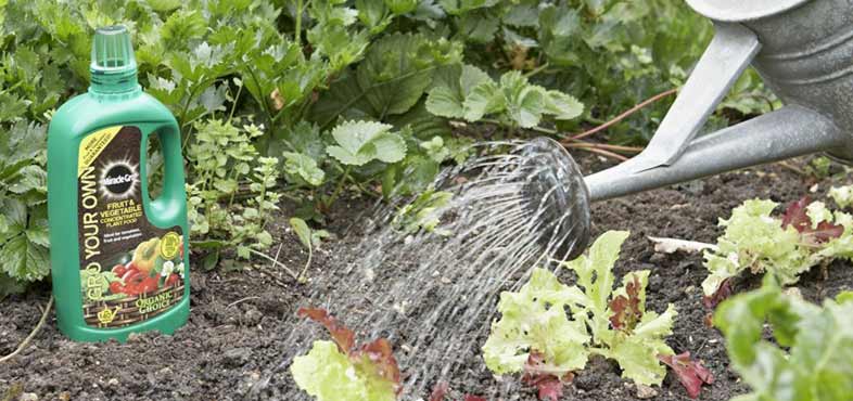 How to feed your plants